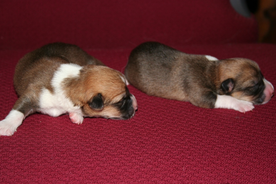 Puppies
